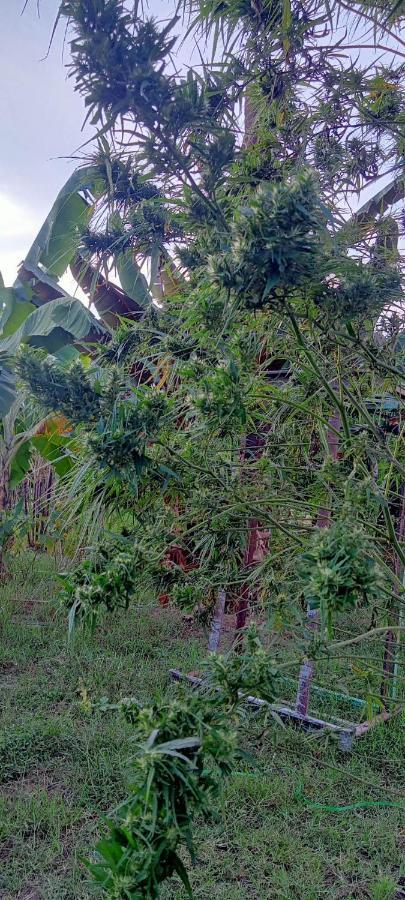 Samoeng Fishing Park Home Stay Exterior foto